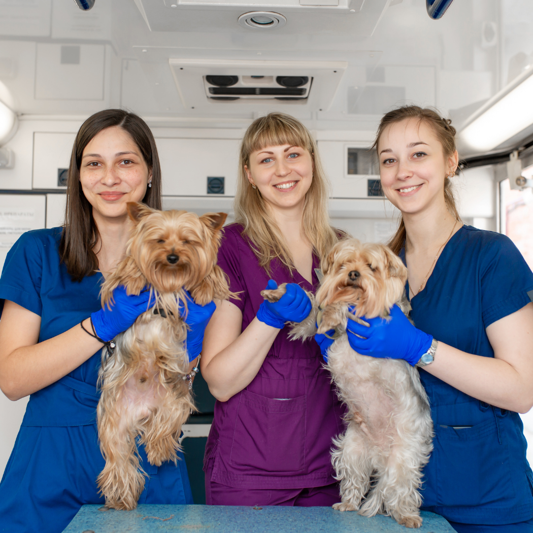 pet healthcare service